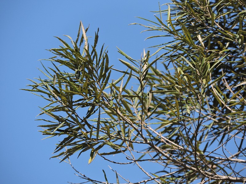 Piptocarpha angustifolia photo 3