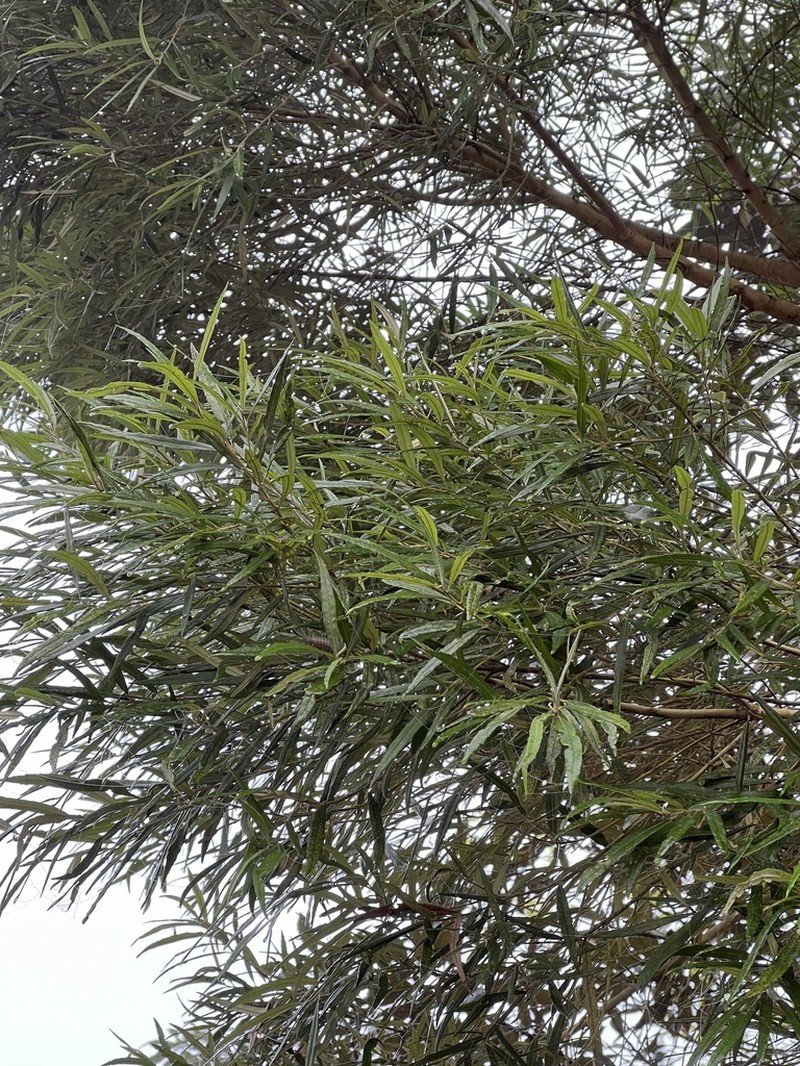 Piptocarpha angustifolia photo 4