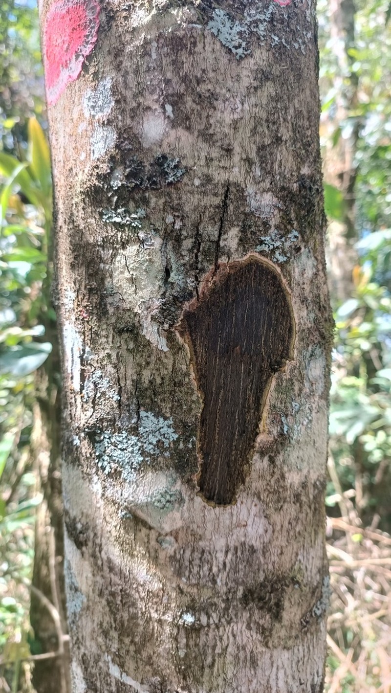 Piptocarpha angustifolia photo 5