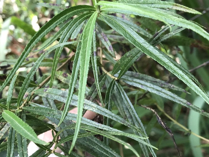 Piptocarpha angustifolia photo 6