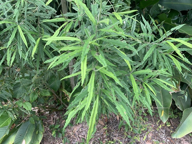 Piptocarpha angustifolia photo 7