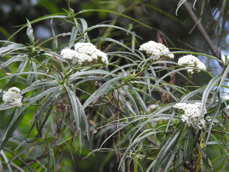 Piptocarpha angustifolia photo 8