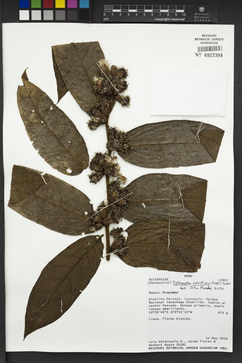 Piptocarpha asterotrichia photo 2