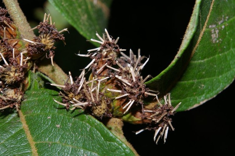 Piptocarpha asterotrichia photo 3