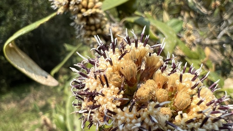 Piptocarpha axillaris photo 2