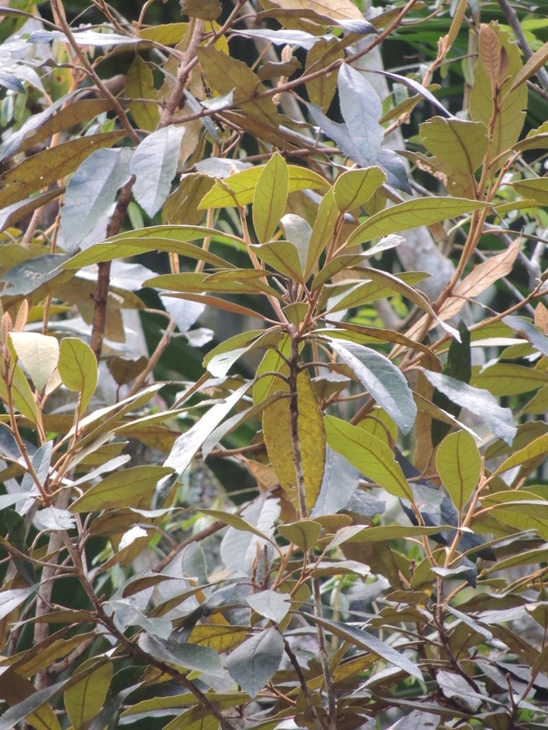 Piptocarpha axillaris photo 4