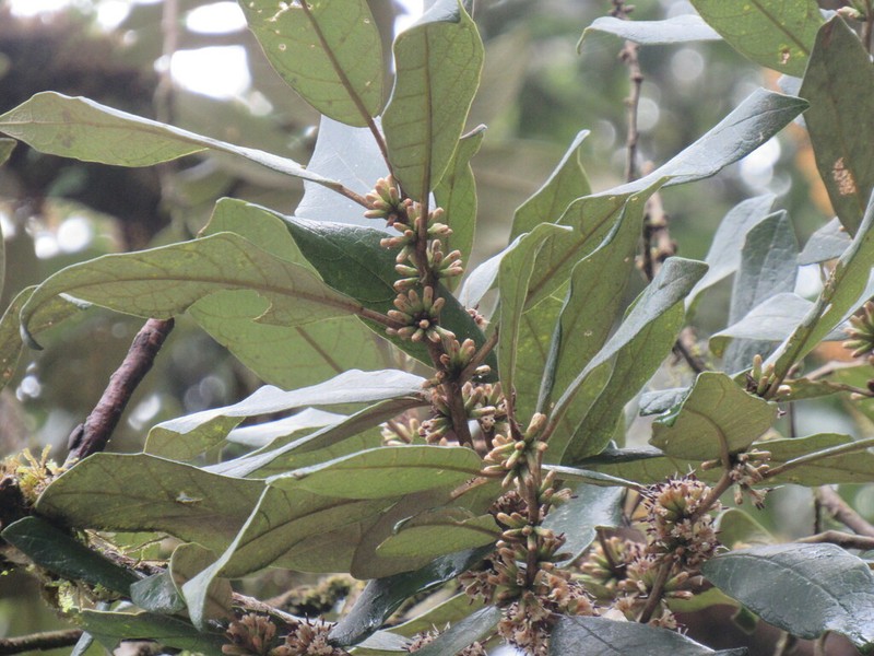 Piptocarpha axillaris photo 5