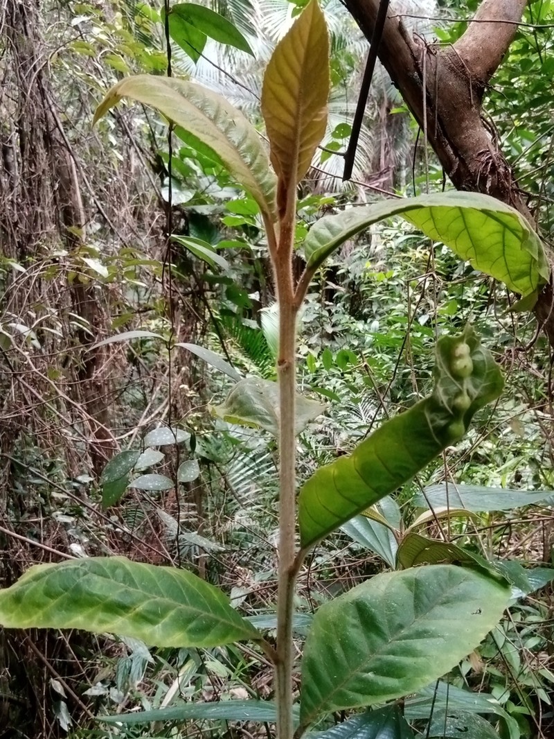 Piptocarpha axillaris photo 6