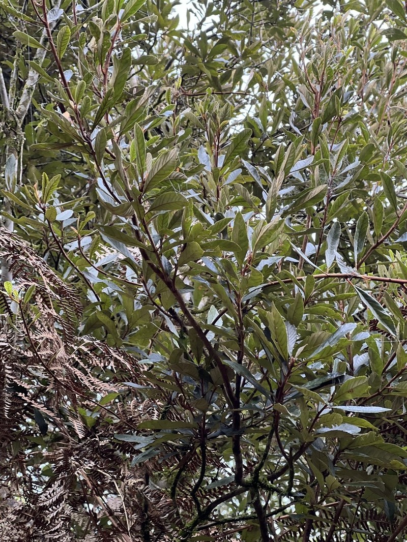 Piptocarpha axillaris photo 8