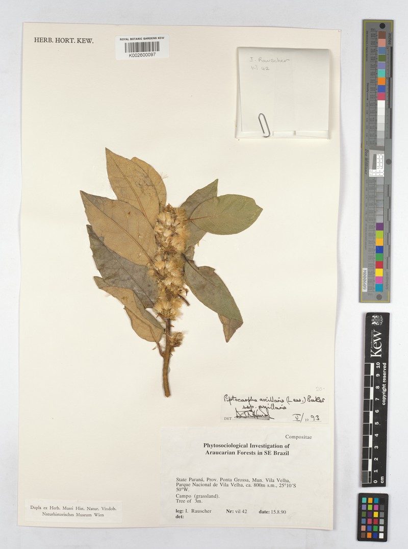 Piptocarpha axillaris subsp. axillaris