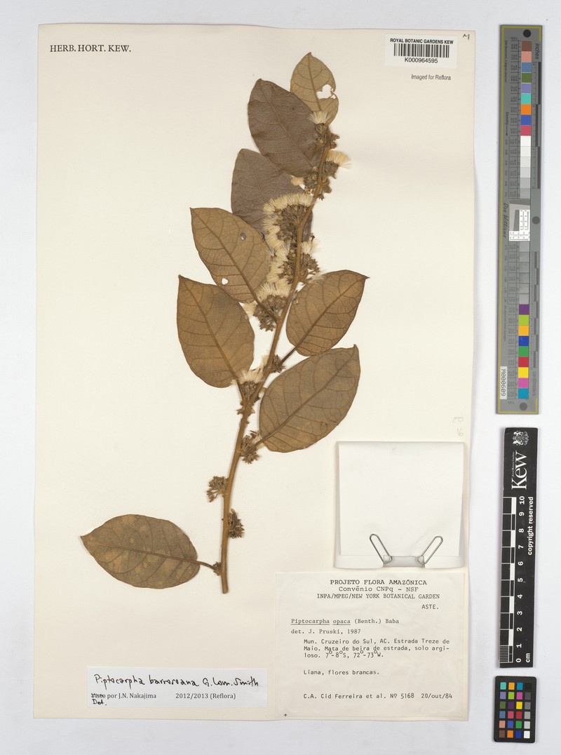 Piptocarpha barrosoana