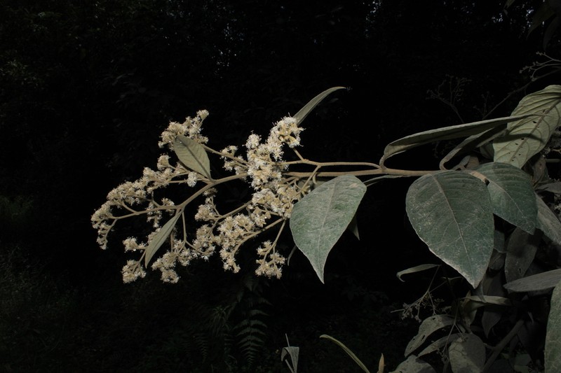 Piptocarpha boyacensis