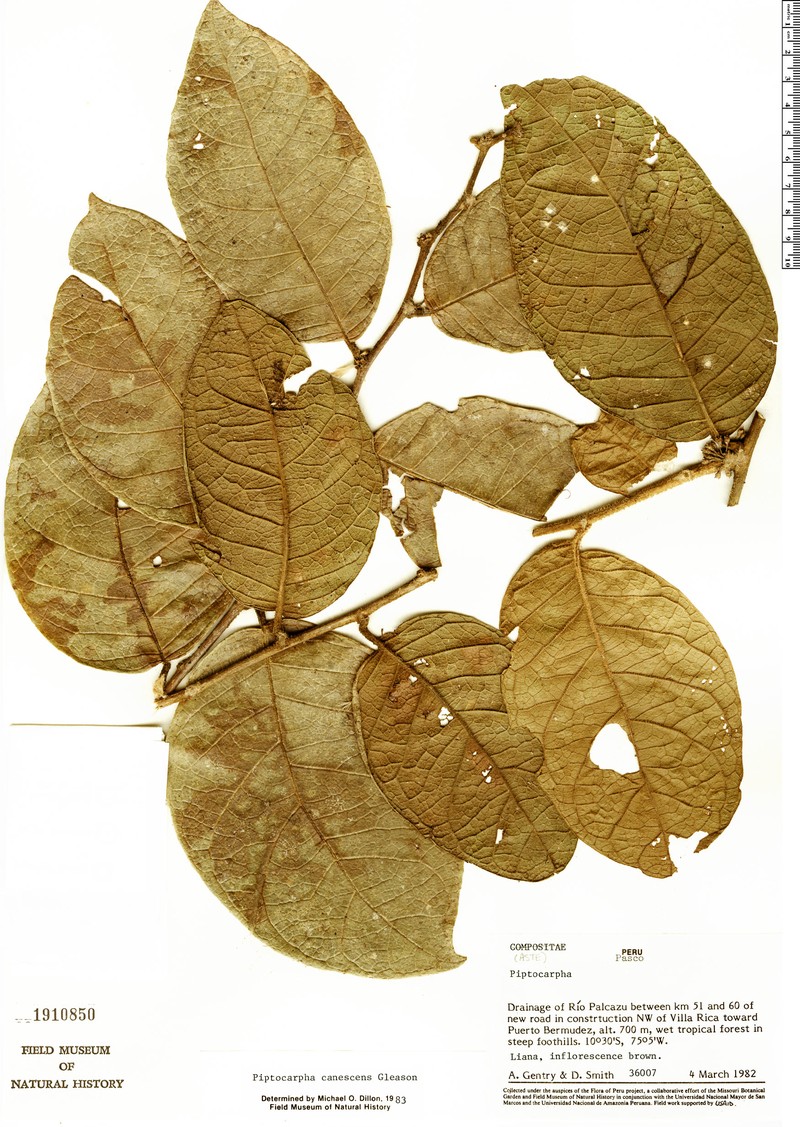 Piptocarpha canescens