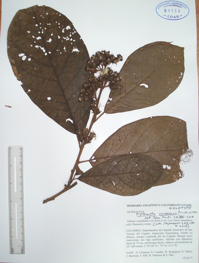 Piptocarpha cardenasii
