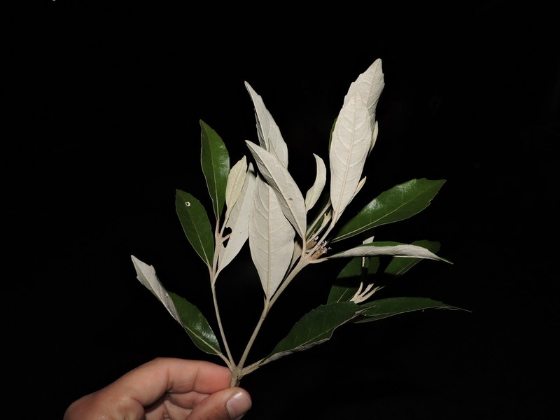 Piptocarpha densifolia