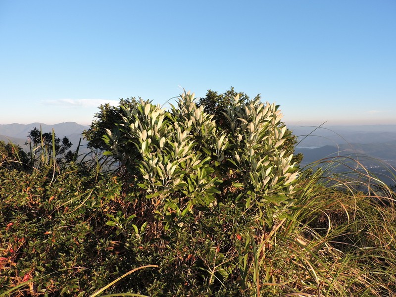 Piptocarpha densifolia photo 2