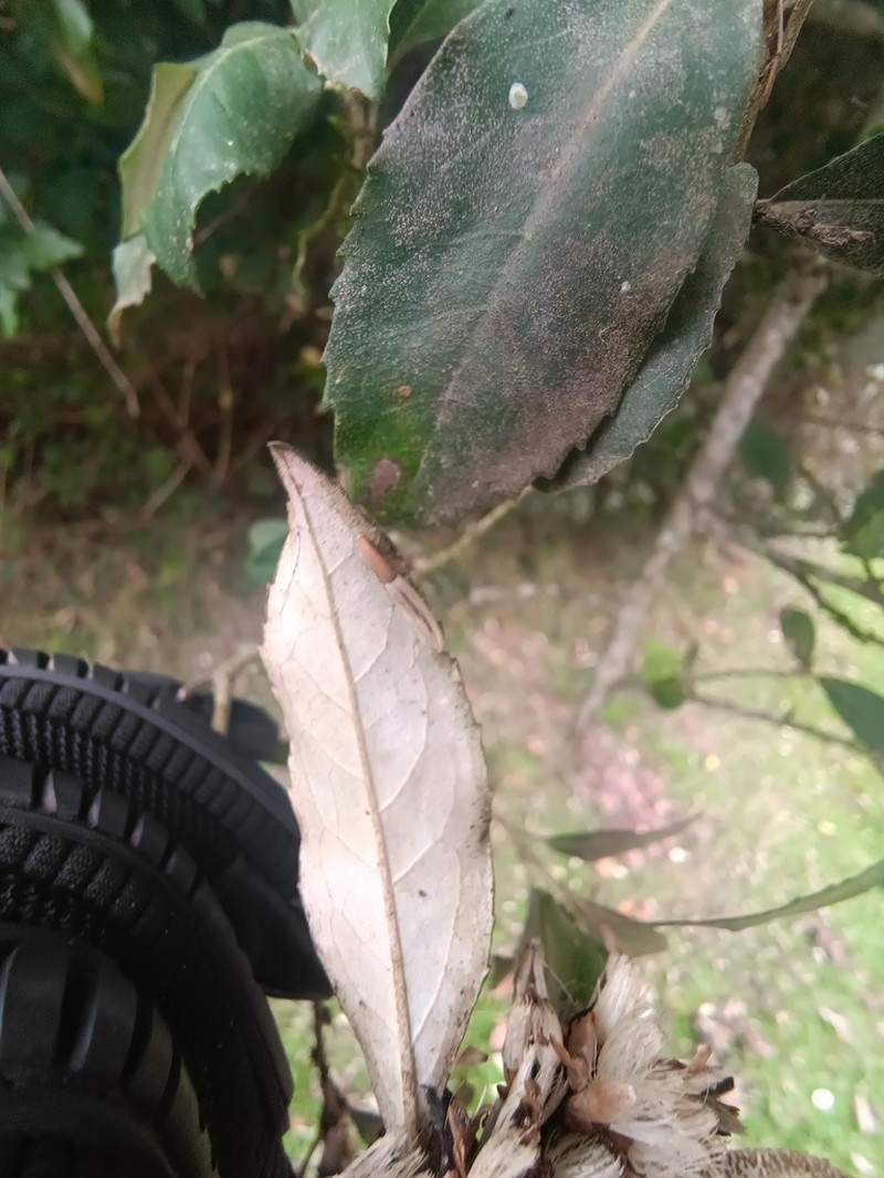 Piptocarpha densifolia photo 3