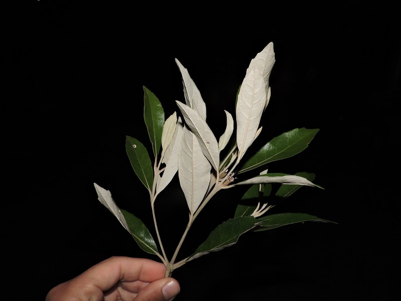 Piptocarpha densifolia photo 4
