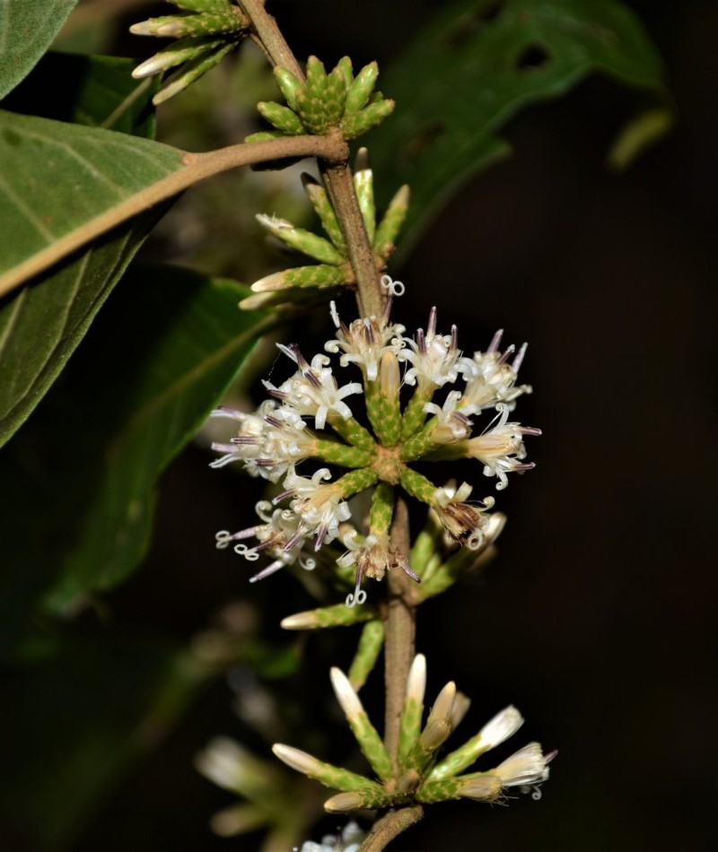 Piptocarpha geraldsmithii