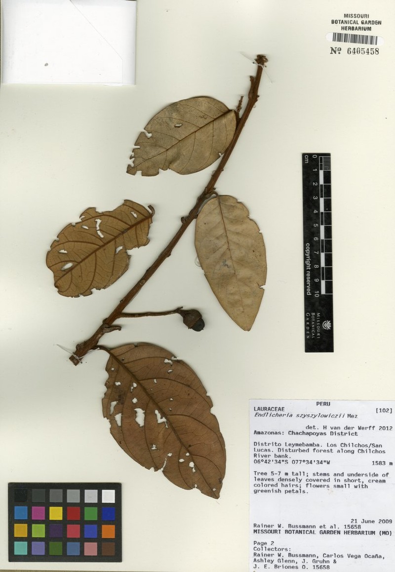 Piptocarpha gutierrezii
