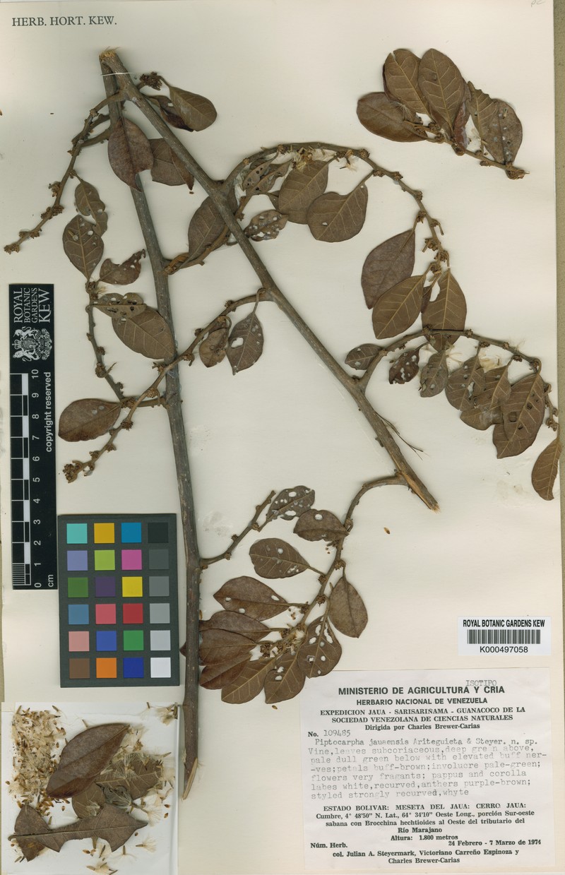 Piptocarpha jauaensis