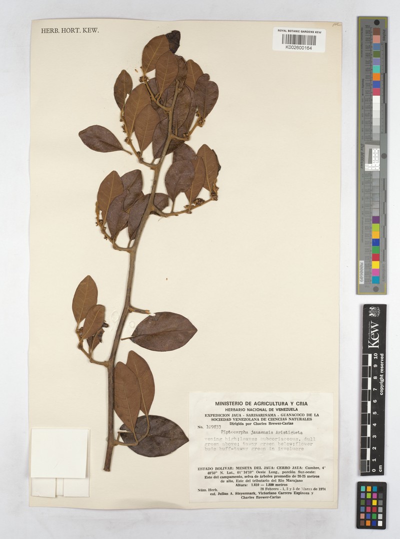 Piptocarpha jauaensis photo 2