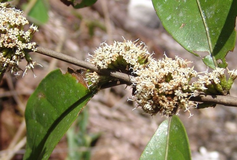 Piptocarpha klugii