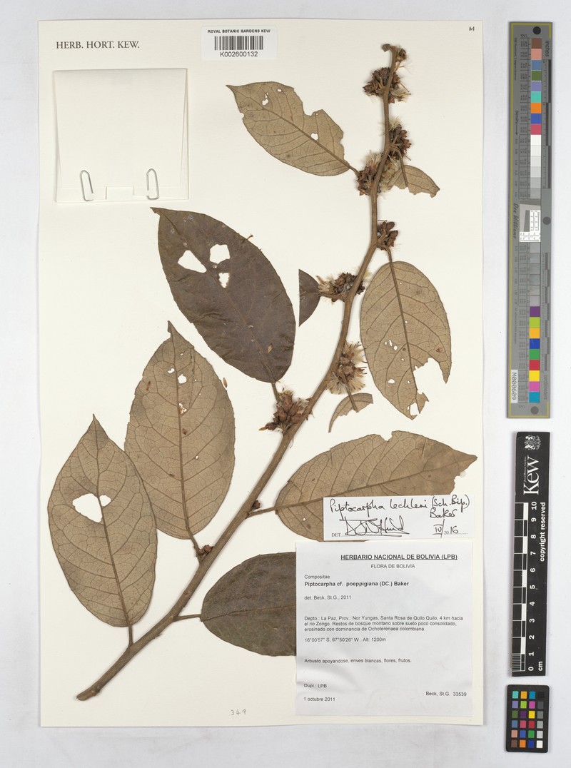 Piptocarpha lechleri photo 2