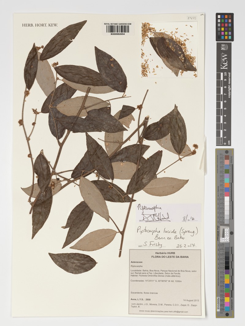 Piptocarpha lucida