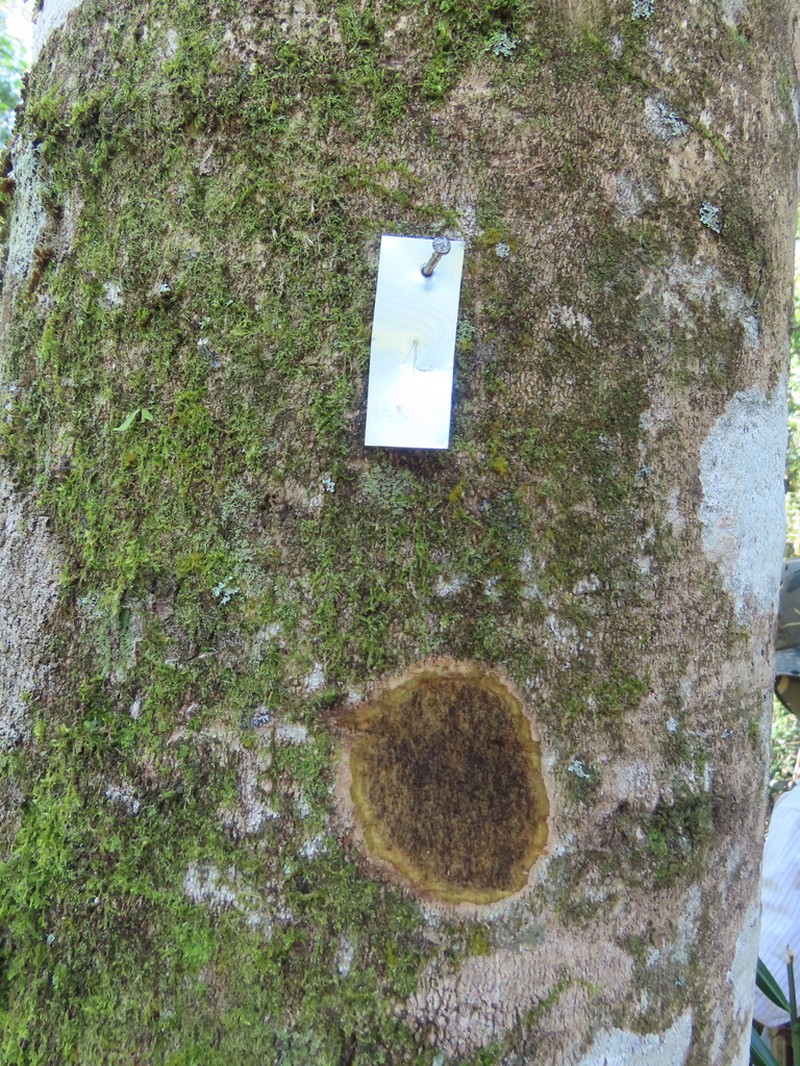 Piptocarpha macropoda photo 3