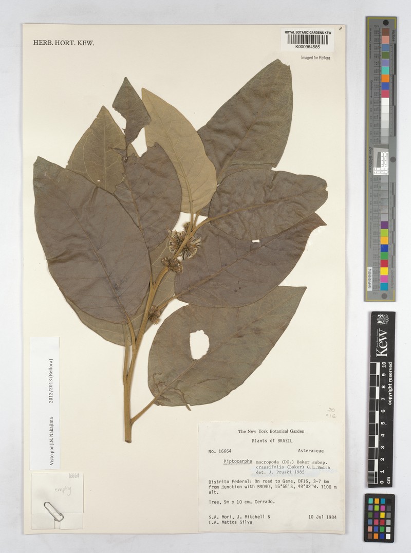 Piptocarpha macropoda subsp. crassifolia