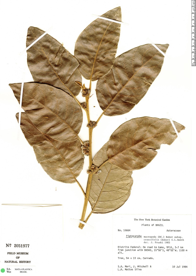 Piptocarpha macropoda subsp. crassifolia photo 2