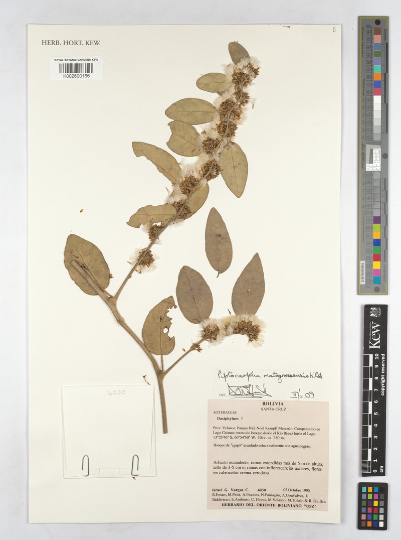 Piptocarpha matogrossensis photo 2