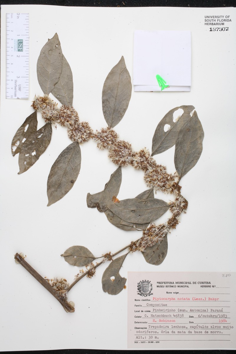 Piptocarpha notata