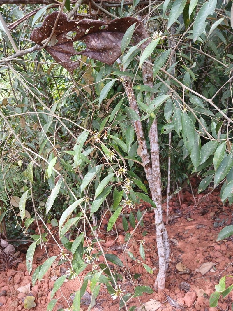 Piptocarpha oblonga