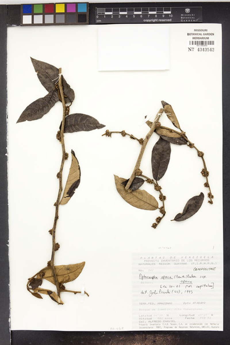 Piptocarpha opaca