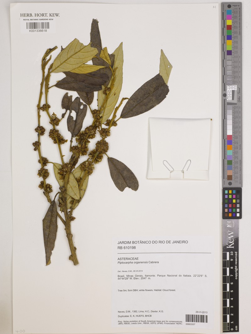 Piptocarpha organensis