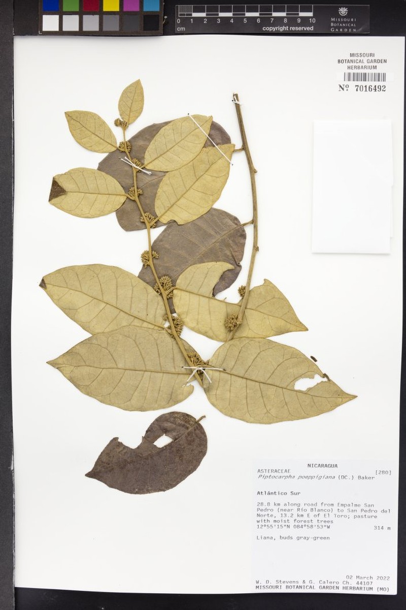 Piptocarpha poeppigiana photo 6