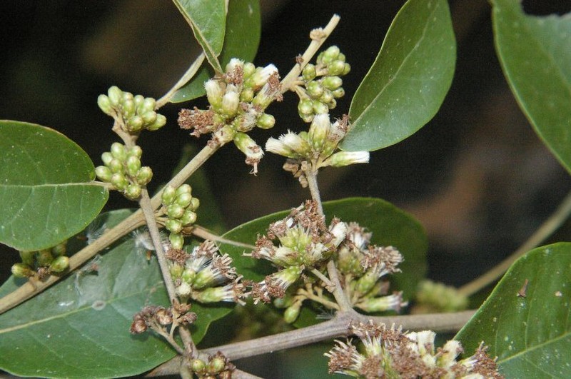 Piptocarpha poeppigiana photo 8