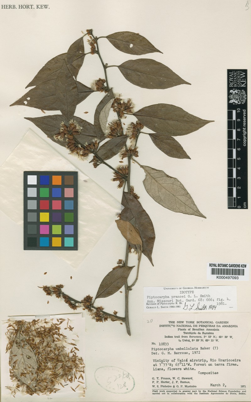 Piptocarpha prancei
