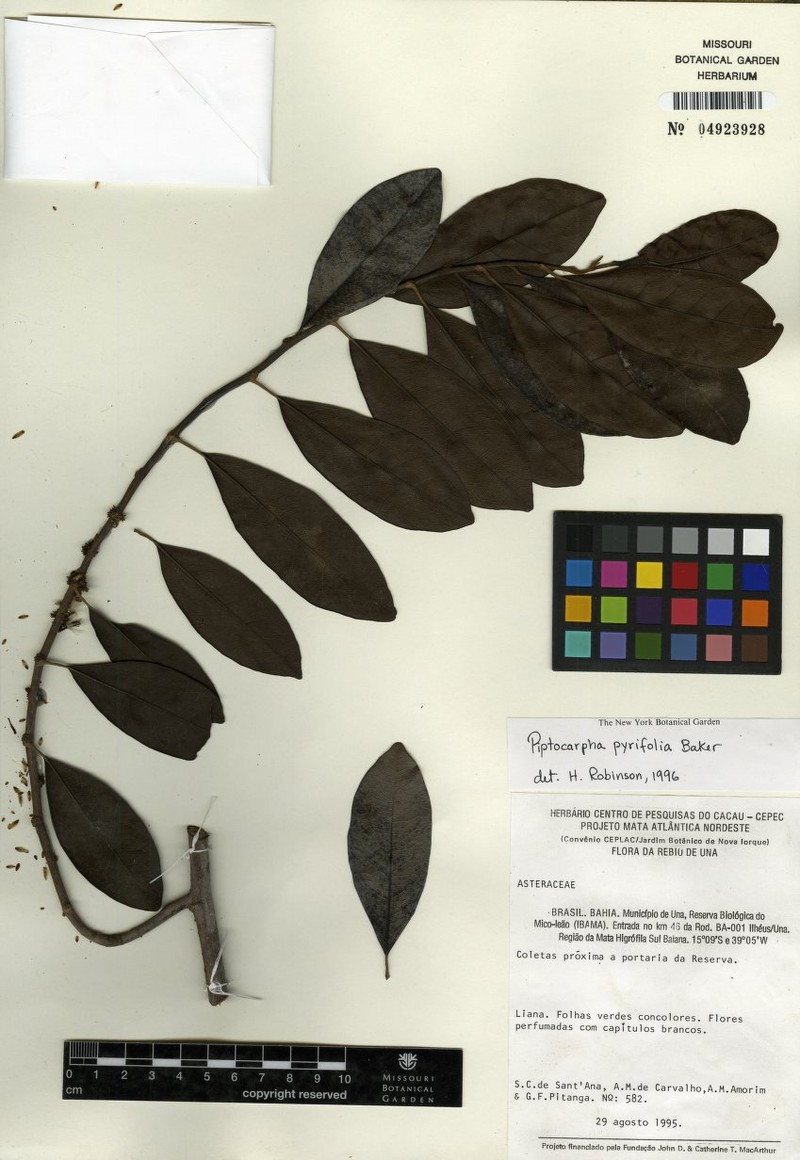 Piptocarpha pyrifolia
