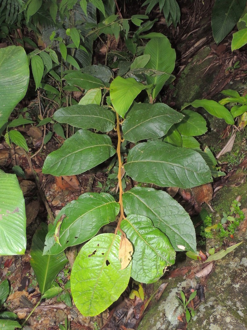 Piptocarpha quadrangularis