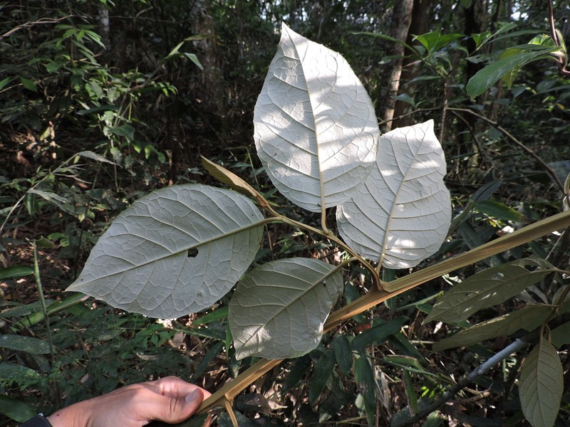 Piptocarpha quadrangularis photo 2