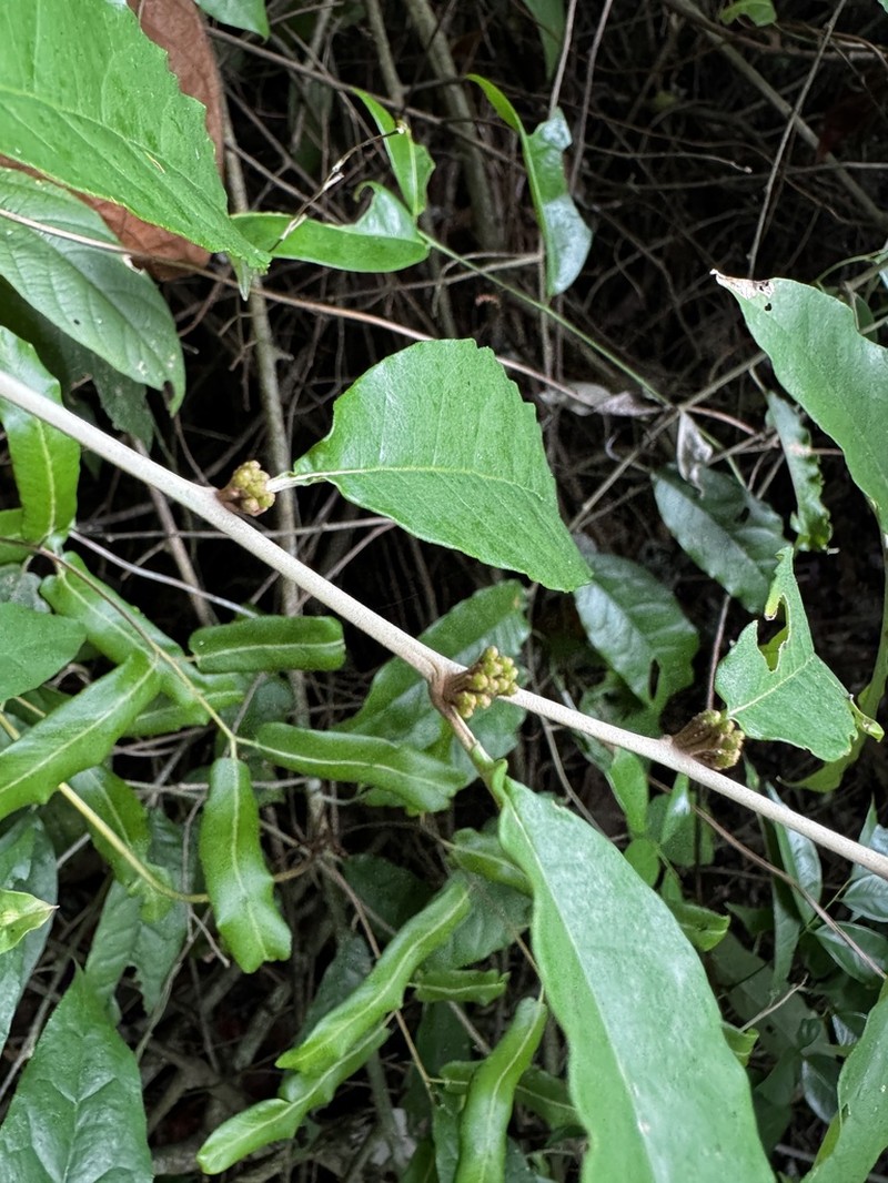 Piptocarpha ramiflora