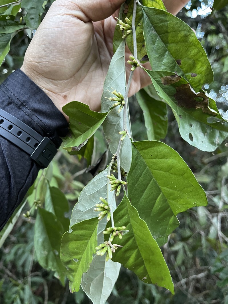 Piptocarpha ramiflora photo 2