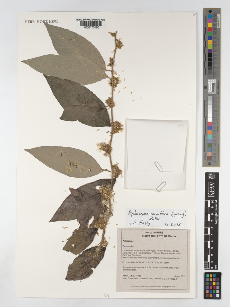 Piptocarpha ramiflora photo 3