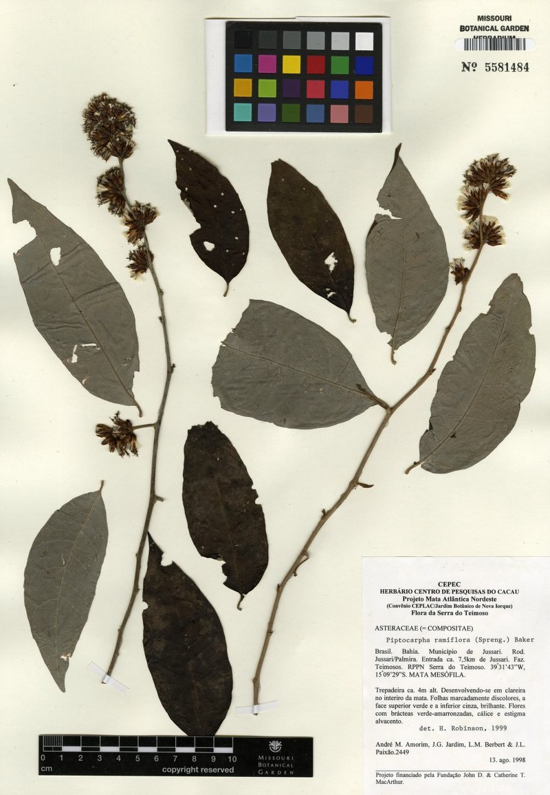 Piptocarpha ramiflora photo 4