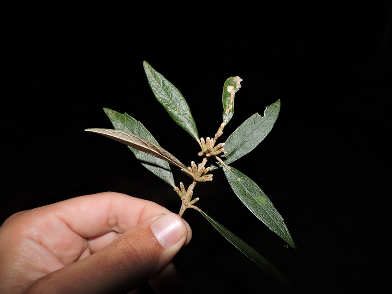 Piptocarpha regnellii