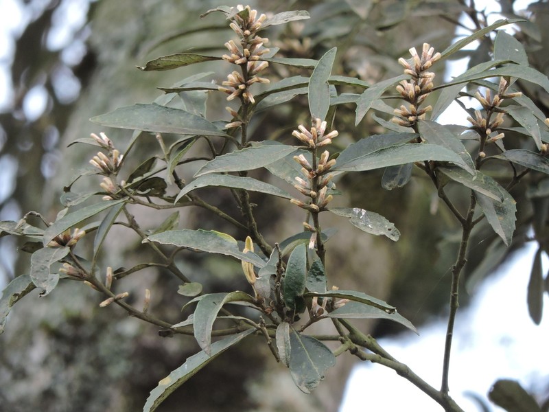 Piptocarpha regnellii photo 4