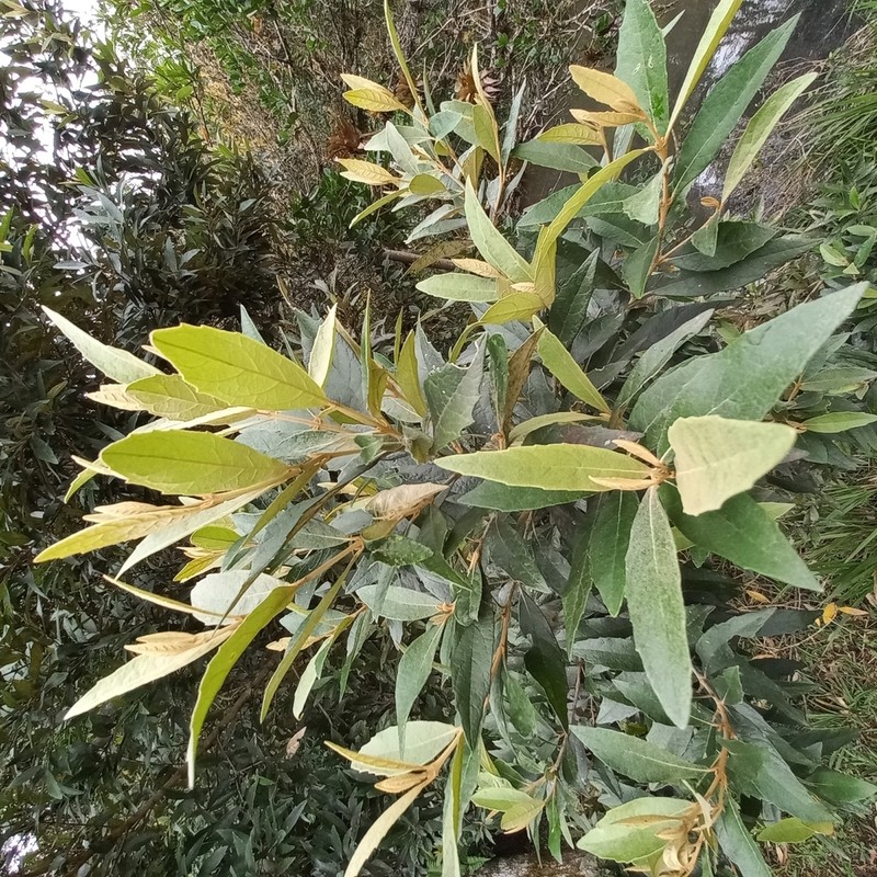 Piptocarpha regnellii photo 5